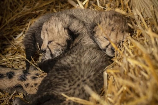 Cheetah cubs born through  IVF. 
(Image credit: AP)