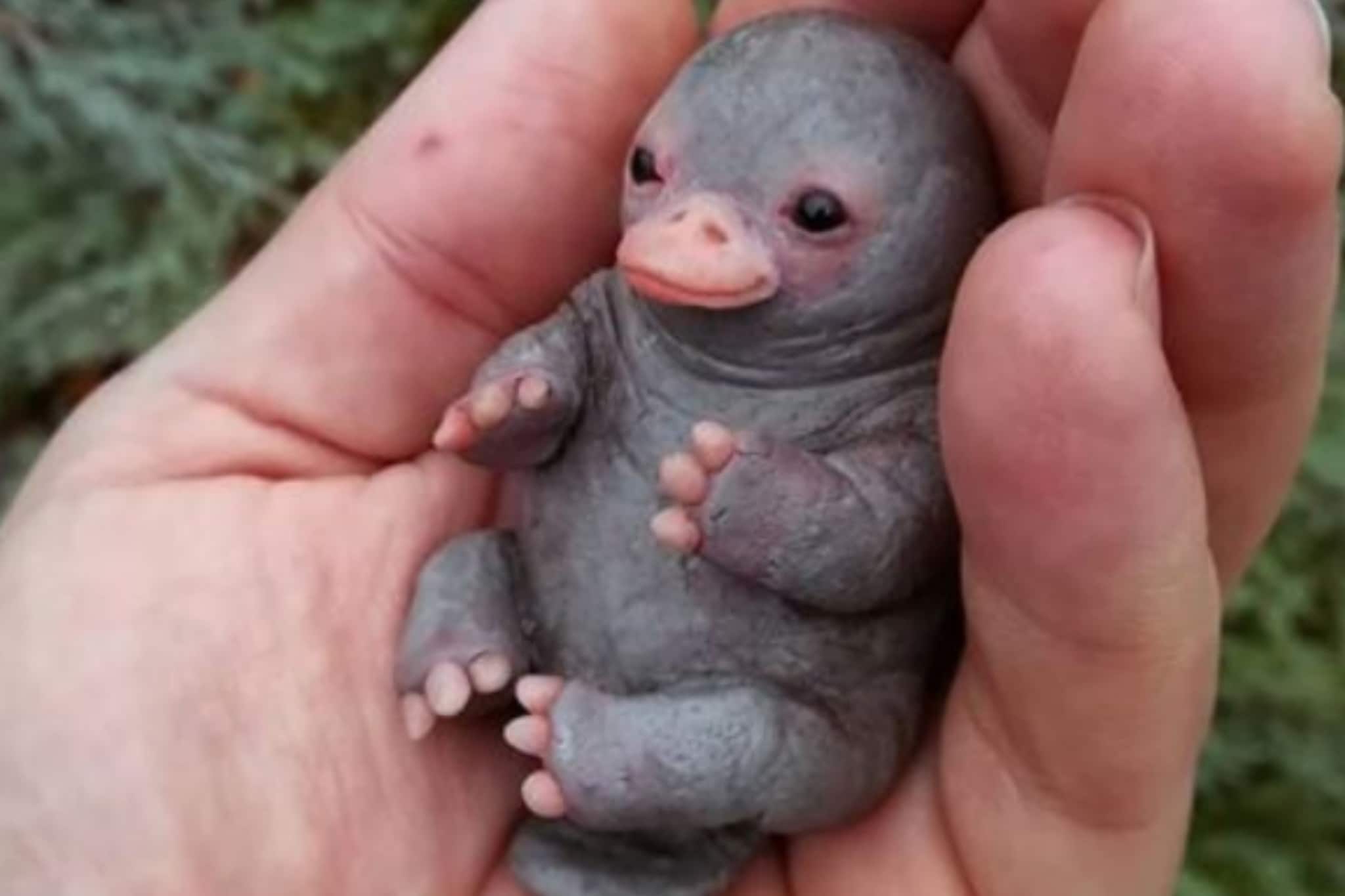 baby platypus stuffed animal