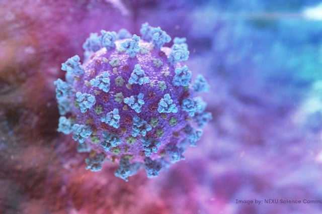 A computer image created by Nexu Science Communication together with Trinity College in Dublin, shows a model structurally representative of a betacoronavirus which is the type of virus linked to COVID-19 (Image: Reuters)