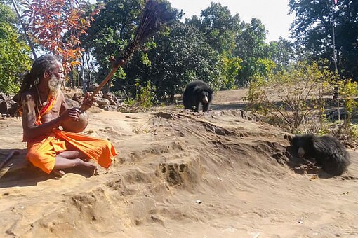 Bear Ing With Bhajans Lala Lalli Their Cubs Make Unlikely Companions For Mp Hermit