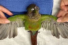 Vet Gives Parrot New Feathers after Owner Trims Its Wings to Prevent it from Flying
