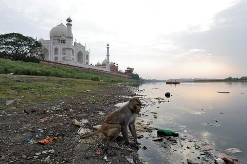 For representation: A monkey looks for eatables on the polluted banks of the Yamuna river next to the historic Taj Mahal in Agra, India. (Reuters)