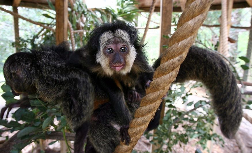 White-faced Saki: In the first instance, it seems as if a black-skinned bear has put on an anti-tan bubble mask! But that’s how Saki appears with a puffed face and a flat nose. They are found in parts of Africa and America and survive on nuts, seeds, leaves etc. (Image: Reuters)