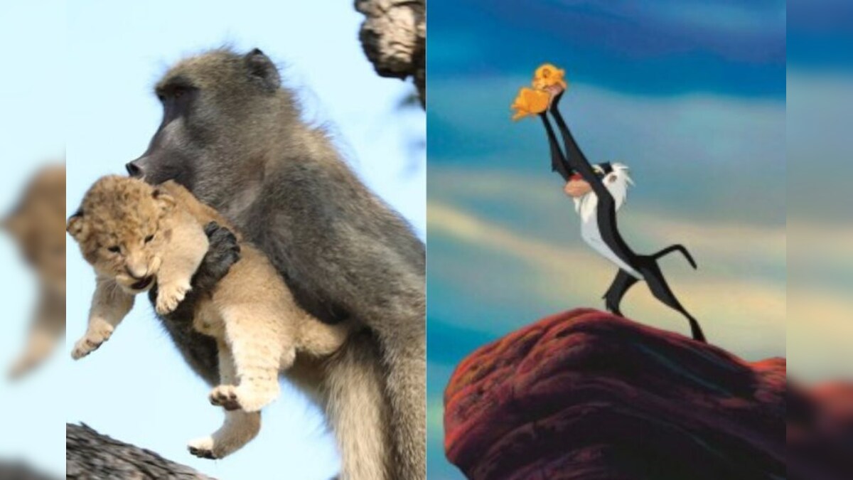 Baboon Recreates Simba's Iconic Scene from 'The Lion King' After ...