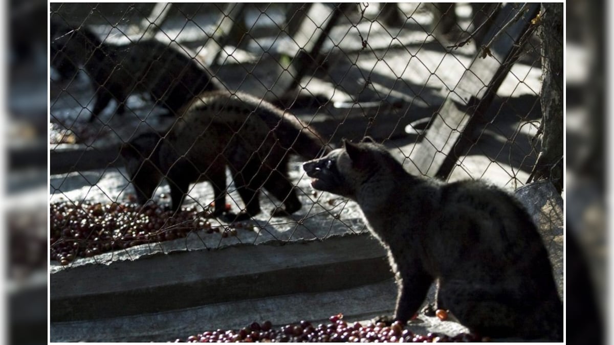 Charity Discovers Abused Indonesian Civets Whose Feces Yields World’s