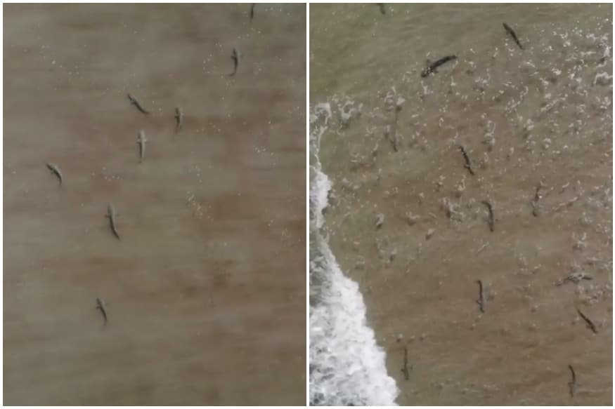 Watch Florida Surfer S Scary Drone Footage Shows A Sea Of Sharks Swimming Around Him