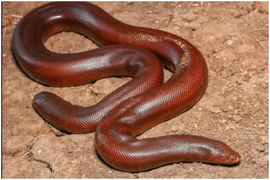 red boa snake