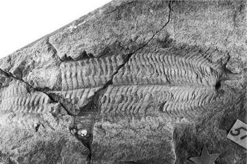 An Ancient Fish Fossil May Reveal Hidden Secrets About Human Evolution