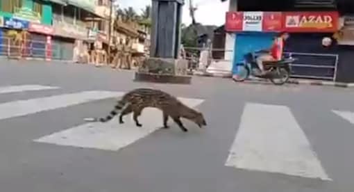 Image of Civet roaming on a road in Kerala. 