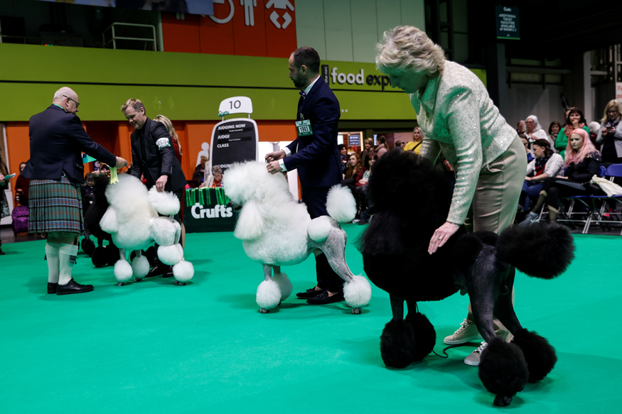 Crufts 2020 The World's Greatest Dog Show in Pictures News18