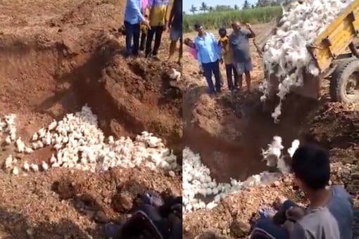 Mass grave for chicken in Karnataka's Belgawi amid Corornavirus scare |Image credit: Twitter