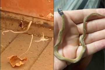 snake vs spider video