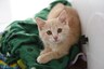 Cats Can Spread Covid-19 to Other Cats without Showing Any Symptom, Says Study