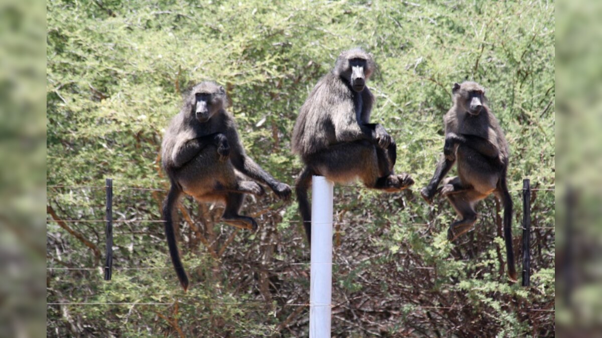 Baboons Carry Dead Offspring for 10 Days Before Realising Infant’s ...