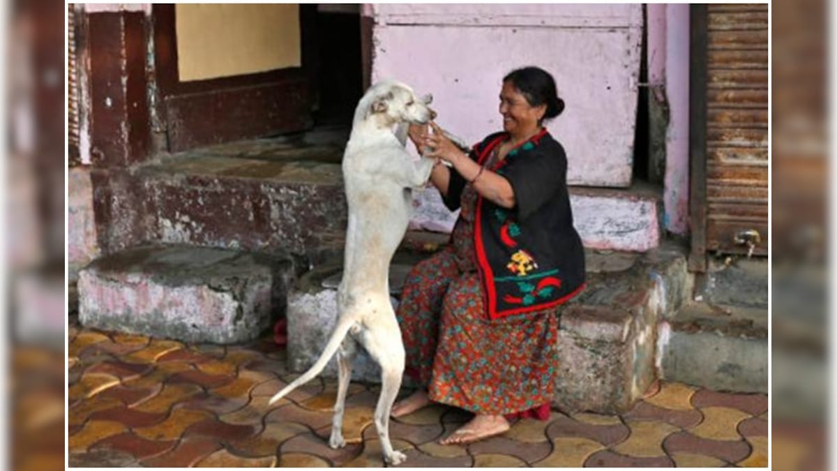 Amid the world's strictest lockdown, people who feed stray dogs