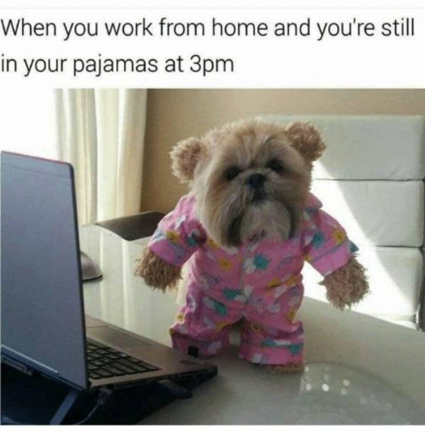 Covid 19 Work From Home Memes That Will Crack You Up