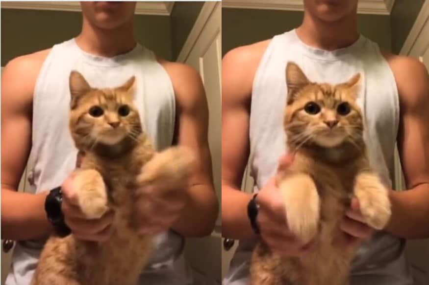 This Paw Some Tiktok Video Of A Cat Dancing To Savage Is Going Viral