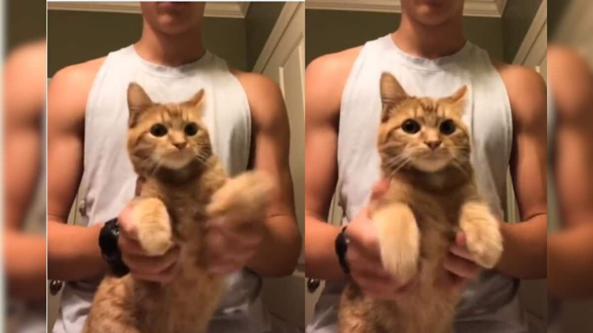 This Paw Some Tiktok Video Of A Cat Dancing To Savage Is Going Viral 8286