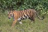 Woman Killed by Tiger in Bhandara District, Fourth Attack in a Week in Maha