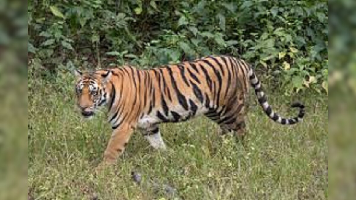 Without Food for 10 Days, Dudhwa Tigress Dies Slow Death with Wire Trap Around Neck