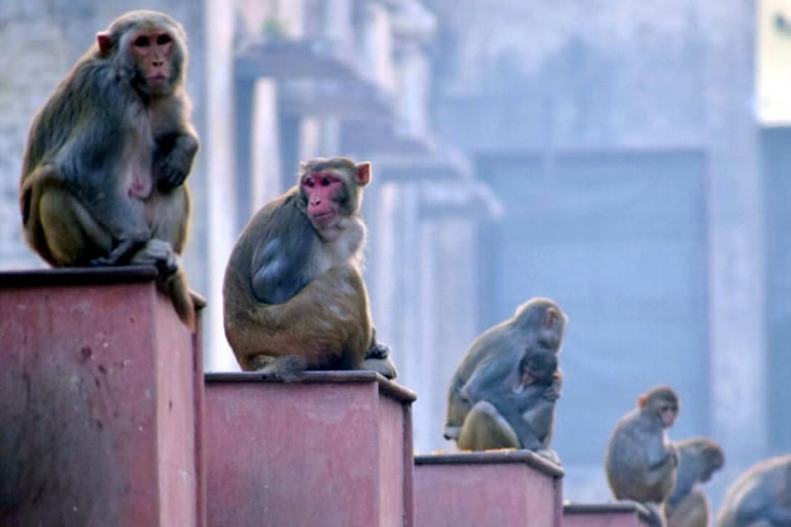 Monkey Hanged to Death in Telangana in a Barbaric Act to 'Scare ...