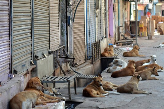 Stray dogs sit outside closed shops during a nationwide lockdown in the wake of coronavirus pandemic, in Agra. (Image: AP)