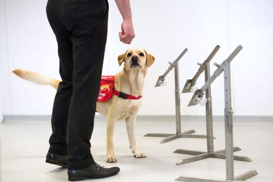 You are currently viewing Here’s How Dogs Can Help Sniff Out Asymptomatic Coronavirus Patients