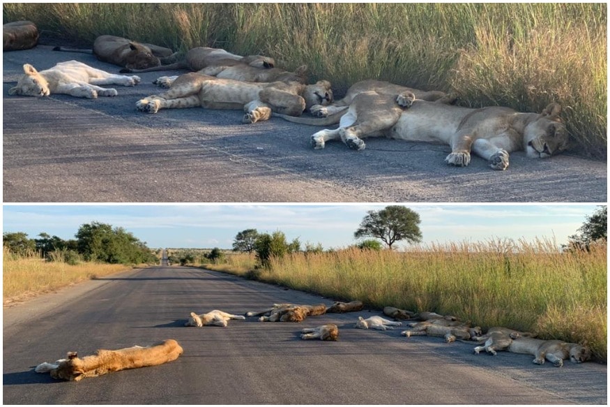 Read more about the article Pride of Lions Nap on Road in South Africa as Coronavirus Kills Traffic