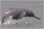 Horrifying Video Shows Two Men Torturing an Infant Dolphin in West Bengal