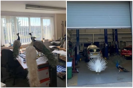 The four peacocks traveled over two kilometers before finally making a pitstop at the garage | Image credit: Twitter The four peacocks traveled over two kilometers before finally making a pitstop at the garage | Image credit: Twitter