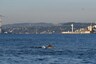After Rare Sight in the Ganges, Dolphins Spotted in Bosphorus Strait Between Europe and Asia