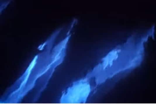 Dolphins Put on a Stunning Show as They Swim in Bioluminescence Near