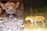 Lost Leopard Cub Reunited with its Mother in Maharashtra, Video Wins Twitter