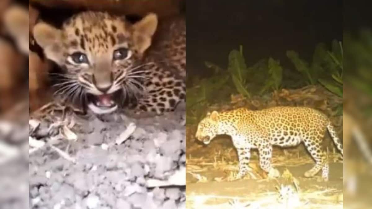 Lost Leopard Cub Reunited with its Mother in Maharashtra, Video Wins ...