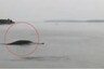 Endangered Gangetic Dolphins Have Been Spotted in Meerut as Humans Stay Home During Lockdown