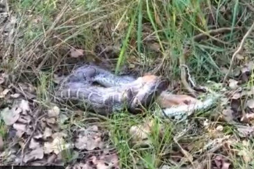 'Too Scary to Watch': Terrifying Video Shows Burmese Python Swallowing ...