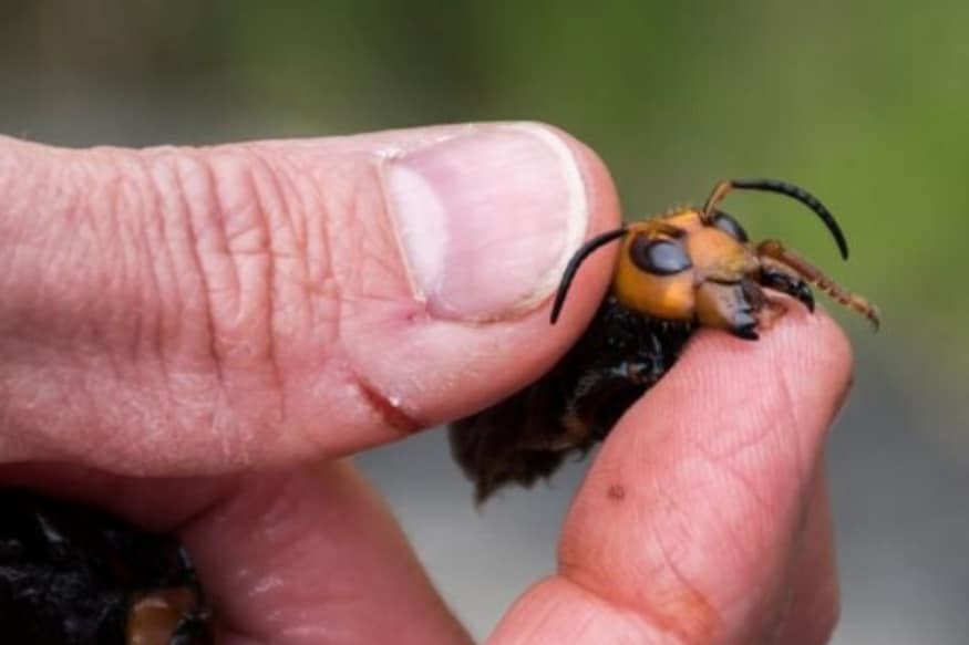 What Are Murder Hornets And Why Is Everyone On Social Media Freaking Out About Them
