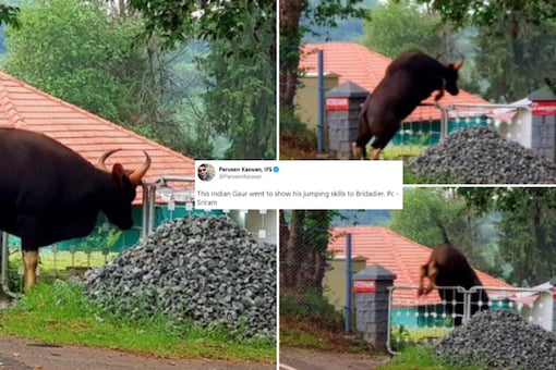 Images tweeted by @ParveenKaswan. 