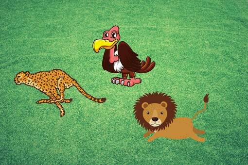 This Video of a Cheetah, a Vulture and a Lion will Teach you an Important Life Lesson This Video of a Cheetah, a Vulture and a Lion will Teach you an Important Life Lesson