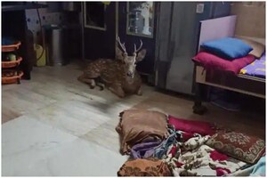 Deer Strays Into a House While Being Chased by a Leopard in Mumbai