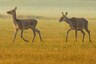 Not Just Humans, Animals also Practice 'Social Distancing' to Prevent Contagion