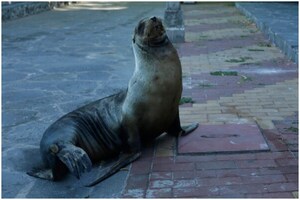 Sea Lion Takes Over Ecuador Streets Left Deserted by COVID-19 Pandemic