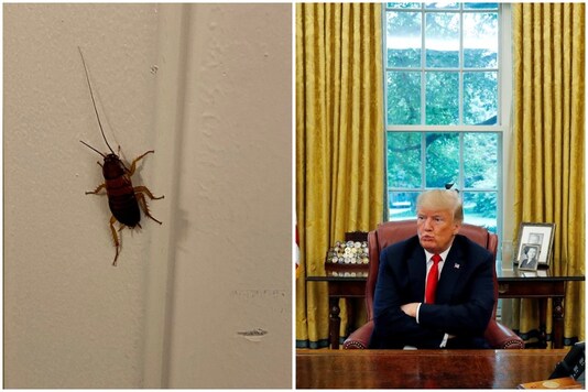A cockroach was spotted inside the White House | Image credit: Twitter/Reuters