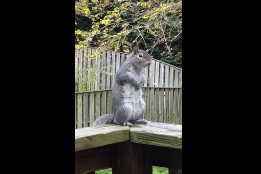 Screengrab of video showing the squirrel doing 'kapaalbharti'