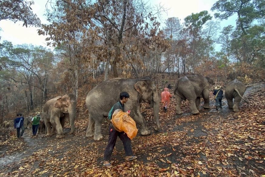 You are currently viewing Hundreds of Thai Elephants, Out of Work due to Covid-19, Are Walking 150 Kms Back Home