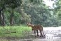Watch: Wild Dog Raises Alarm During a Close Chase by Tiger, Leaves Internet Surprised