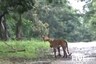 Watch: Wild Dog Raises Alarm During a Close Chase by Tiger, Leaves Internet Surprised