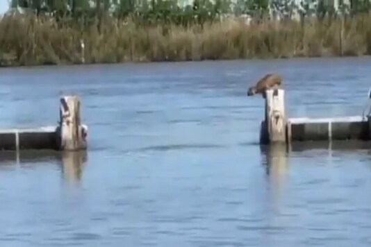 Screengrab of the video.