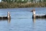 This Bobcat Taking a Huge Jump on Lake is the 'Leap of Faith' You Need to See Today