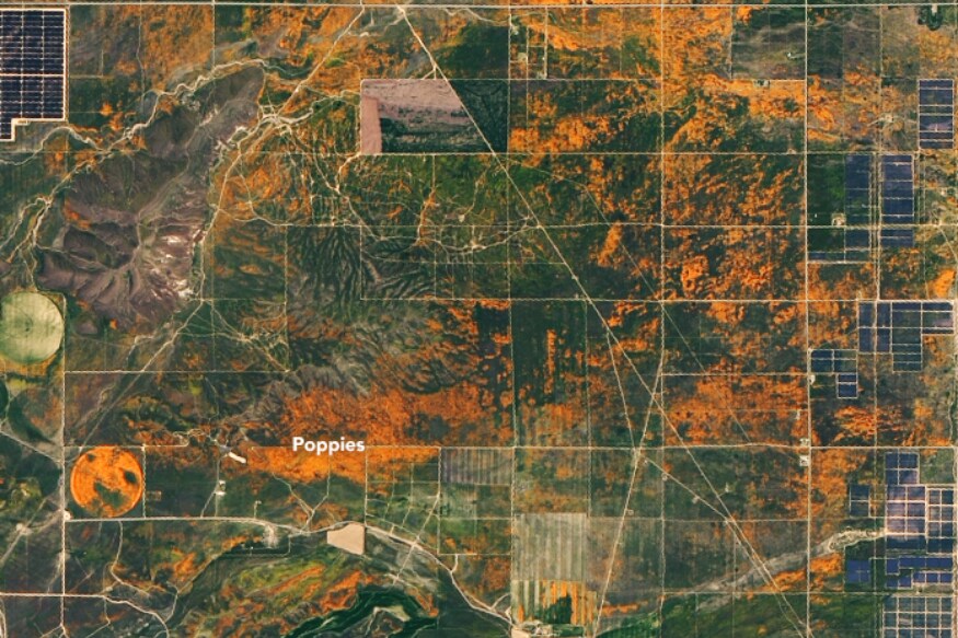 California's Wildflower Orange Super Bloom is So Massive, You Can See